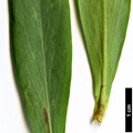 SpeciesSub: subsp. altaiensis